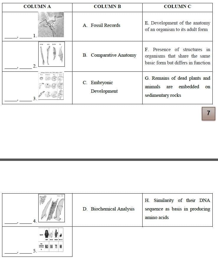 COLUMN A
COLUMN B
COLUMN C
E. Development of the anatomy
of an organism to its adult form
A. Fossil Records
F. Presence of structures in
organisms that share the same
B. Comparative Anatomy
basic form but differs in function
2.
G. Remains of dead plants and
C. Embryonic
animals
are embedded
on
Development
sedimentary rocks
3.
7
H. Similarity of their DNA
D. Biochemical Analysis
sequence as basis in producing
amino acids
4.
5.
