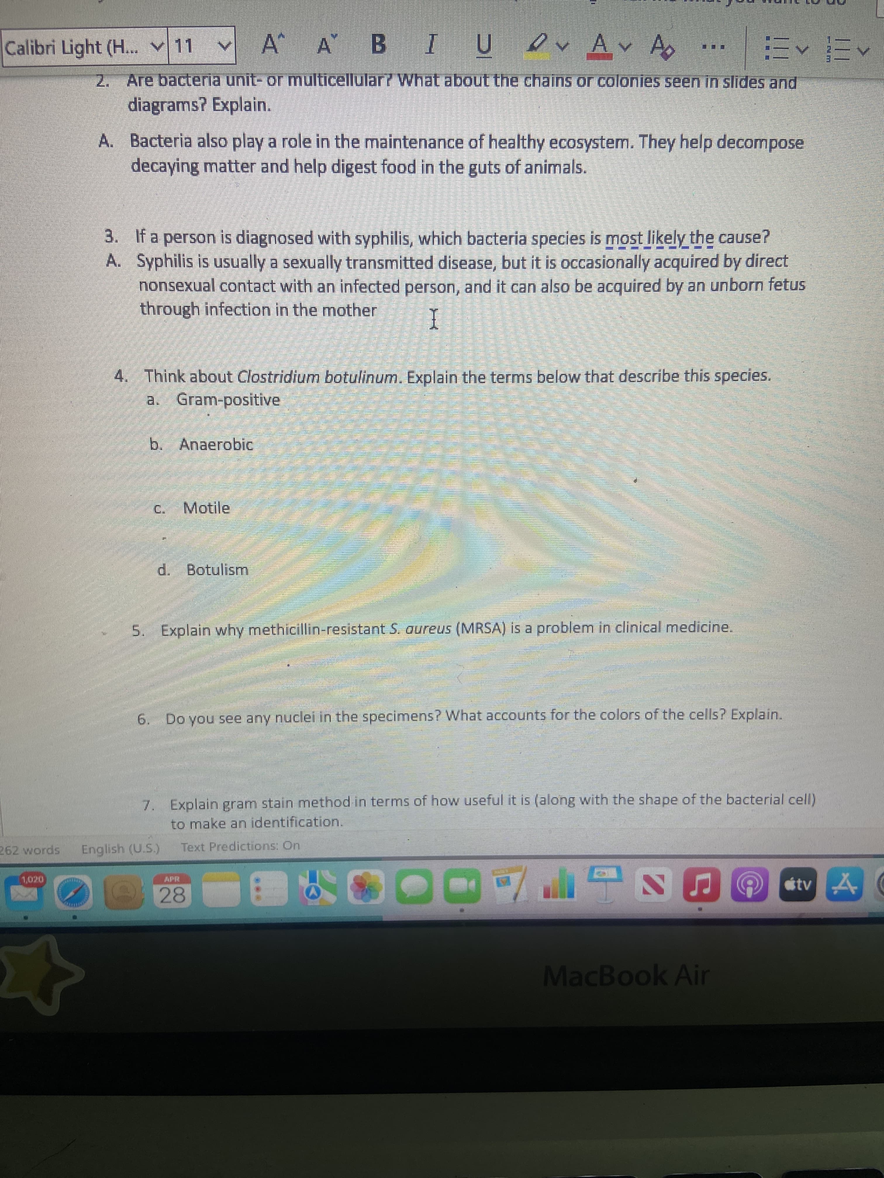 Calibri Light (H.. v 11
A BIU ov Av A
2. Are bacteria unit- or multicellular? What about the chains or colonies seen in slides and.
ヘ三
diagrams? Explain.
A. Bacteria also play a role in the maintenance of healthy ecosystem. They help decompose
decaying matter and help digest food in the guts of animals.
3. If a person is diagnosed with syphilis, which bacteria species is most likely the cause?
A. Syphilis is usually a sexually transmitted disease, but it is occasionally acquired by direct
nonsexual contact with an infected person, and it can also be acquired by an unborn fetus
through infection in the mother
4. Think about Clostridium botulinum. Explain the terms below that describe this species.
a. Gram-positive
b. Anaerobic
C. Motile
d. Botulism
5. Explain why methicillin-resistant S. aureus (MRSA) is a problem in clinical medicine.
6. Do you see any nuclei in the specimens? What accounts for the colors of the cells? Explain.
7. Explain gram stain method in terms of how useful it is (along with the shape of the bacterial cell)
to make an identification.
English (U.S.)
Text Predictions: On
APR
そA
MacBook Air
