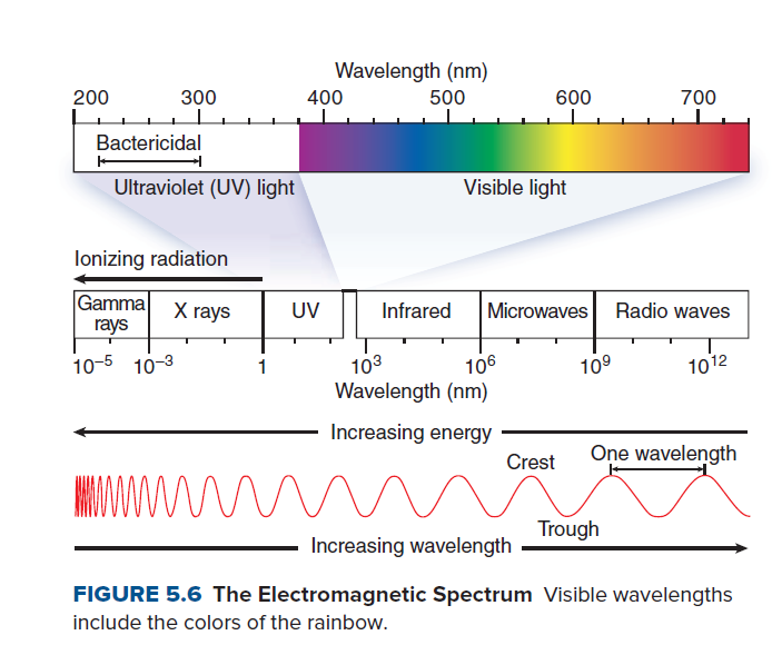Wavelength (nm)
200
300
400
500
600
700
Bactericidal
Ultraviolet (UV) light
Visible light
lonizing radiation
Gamma
X rays
UV
Infrared
Microwaves
Radio waves
rays
103
Wavelength (nm)
10-5 10-3
1
106
10°
1012
Increasing energy
One wavelength
Crest
M
Trough
Increasing wavelength
FIGURE 5.6 The Electromagnetic Spectrum Visible wavelengths
include the colors of the rainbow.
