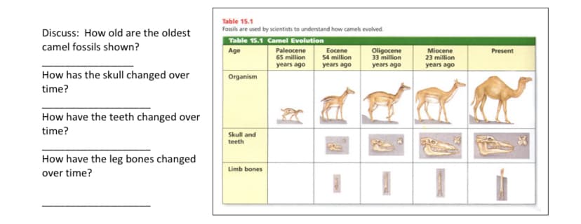 Discuss: How old are the oldest
camel fossils shown?
How has the skull changed over
time?
How have the teeth changed over
time?
How have the leg bones changed
over time?
Table 15.1
Fossils are used by scientists to understand how camels evolved.
Table 15.1 Camel Evolution
Age
Paleocene
65 million
years ago
Eocene
54 million
years ago
Organism
Skull and
teeth
Limb bones
Oligocene
33 million
years ago
Miocene
23 million
years ago
Present