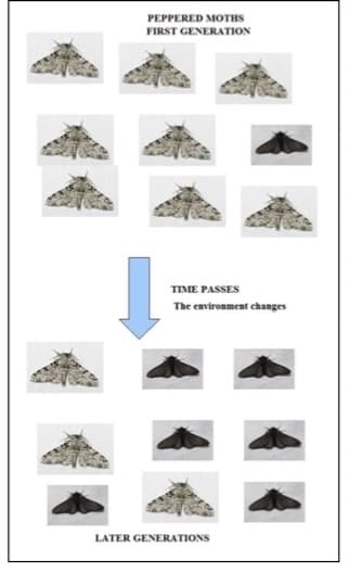 PEPPERED MOTHS
FIRST GENERATION
TIME PASSES
The environment changes
LATER GENERATIONS