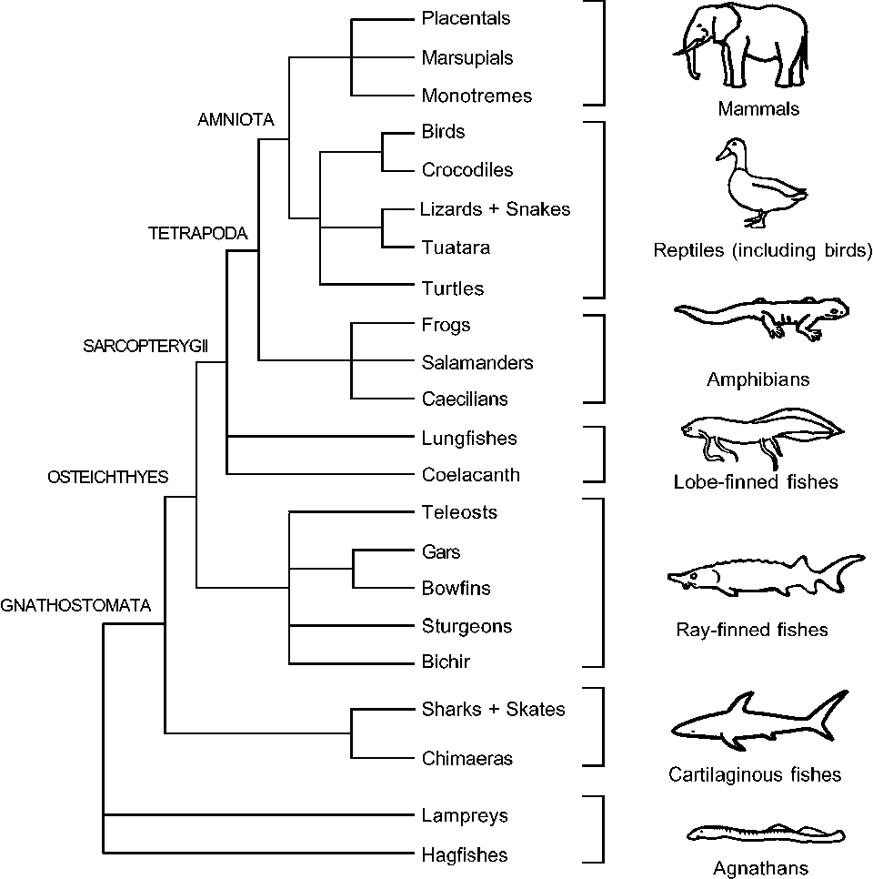 Placentals
Marsupials
Monotremes
Mammals
AMNIOTA
Birds
Crocodiles
Lizards + Snakes
TETRAPODA
Tuatara
Reptiles (including birds)
Turtles
Frogs
SARCOPTERYGII
Salamanders
Amphibians
Caecilians
Lungfishes
OSTEICHTHYES
Coelacanth
Lobe-finned fishes
Teleosts
Gars
Bowfins
GNATHOSTOMATA
Sturgeons
Ray-finned fishes
Bichir
Sharks + Skates
Chimaeras
Cartilaginous fishes
Lampreys
Hagfishes
Agnathans
