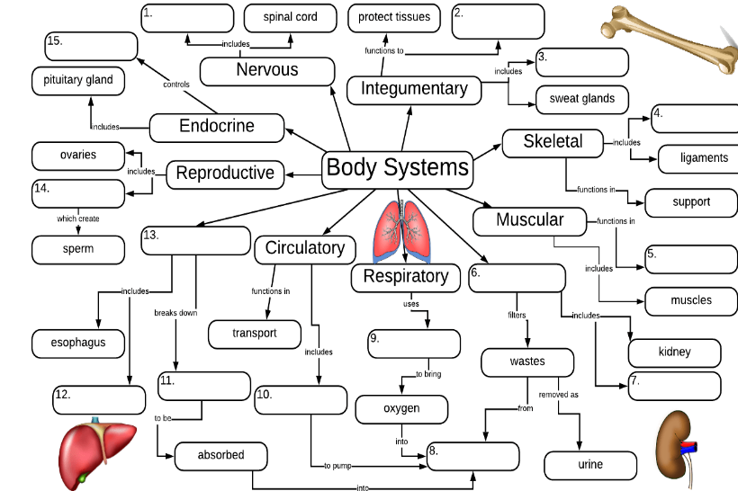 (15.
pituitary gland
00
(14.
Includes
ovaries
which create
sperm
esophagus
(12.
13.
controls
-includes
includes Reproductive
breaks down
11.
-includes
to be
Endocrine
Nervous
spinal cord
absorbed
Circulatory
functions in
transport
10.
includes
protect tissues
Body Systems
-to pump-
functions to,
Integumentary
Respiratory 6.
(9.
|
uses
-into
to bring
oxygen
into
8.
includes
Skeletal -includes
Muscular
filters
sweat glands
wastes
from
functions in-
functions in
removed as
includes
includes-
urine
ligaments
support
muscles
kidney