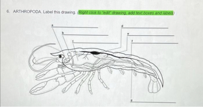 6. ARTHROPODA. Label this drawing. (Right click to "edit" drawing, add text boxes and labels)