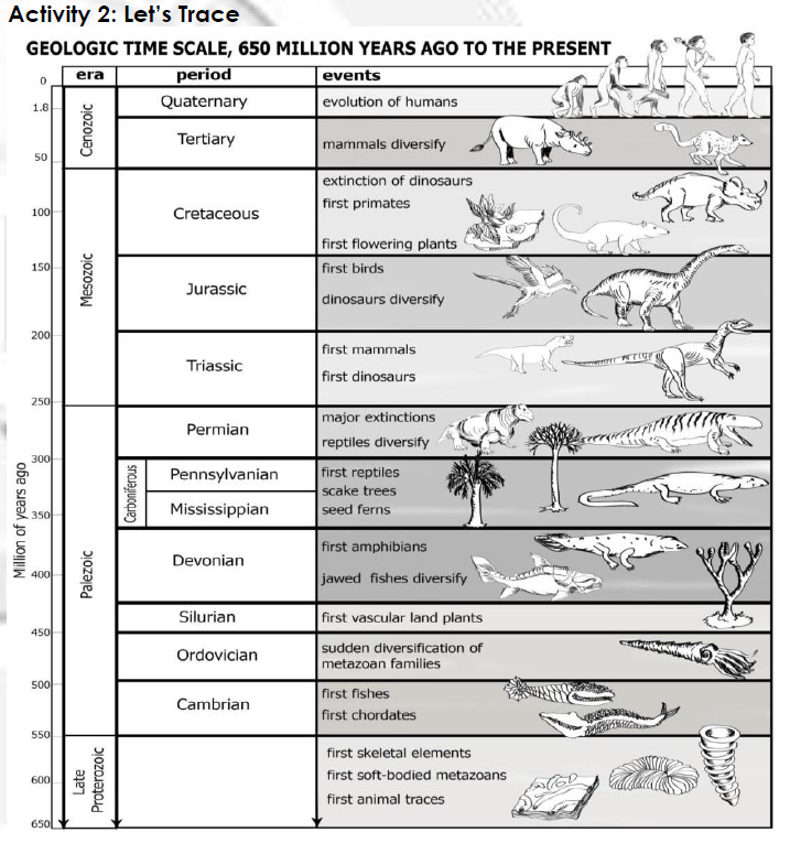 Activity 2: Let's Trace
GEOLOGIC TIME SCALE, 650 MILLION YEARS AGO TO THE PRESENT
|events
evolution of humans
period
era
Quaternary
1.8
Tertiary
mammals diversify
50
extinction of dinosaurs
first primates
100
Cretaceous
first flowering plants
first birds
150
Jurassic
dinosaurs diversify
200
first mammals
first dinosaurs
Triassic
250
major extinctions
reptiles diversify
first reptiles
scake trees
seed ferns
Permian
300
Pennsylvanian
Mississippian
350
first amphibians
Devonian
jawed fishes diversify
400
Silurian
first vascular land plants
450
sudden diversification of
metazoan families
Ordovician
500
first fishes
Cambrian
first chordates
550
first skeletal elements
600
first soft-bodied metazoans
first animal traces
650
Million of years ago
Late
Palezoic
Mesozoic
Cenozoic
Proterozoic
Carboniferous
