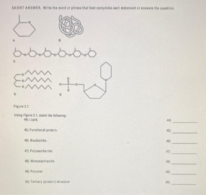 SHORT ANSWER. Write the word or phrase that best completes each statement or answers the question.
o
مممممة
~
Figure 2.1
Using Figure 2.1, match the following:
44) Lipid.
45) Functional protein.
46) Nucleotide.
47) Polysaccharide.
+
48) Monosaccharide.
49) Polymer
50) Tertiary (protein) structure