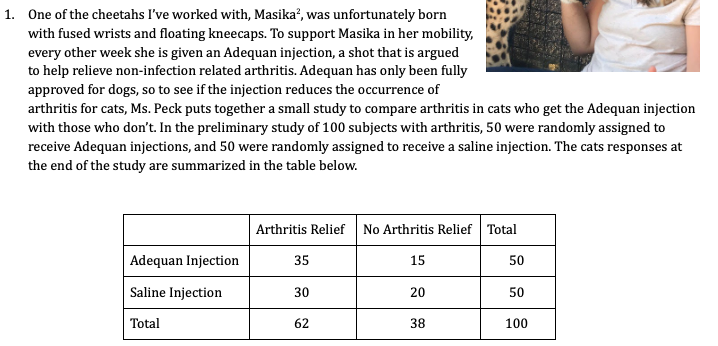 1. One of the cheetahs I've worked with, Masika², was unfortunately born
with fused wrists and floating kneecaps. To support Masika in her mobility,
every other week she is given an Adequan injection, a shot that is argued
to help relieve non-infection related arthritis. Adequan has only been fully
approved for dogs, so to see if the injection reduces the occurrence of
arthritis for cats, Ms. Peck puts together a small study to compare arthritis in cats who get the Adequan injection
with those who don't. In the preliminary study of 100 subjects with arthritis, 50 were randomly assigned to
receive Adequan injections, and 50 were randomly assigned to receive a saline injection. The cats responses at
the end of the study are summarized in the table below.
Arthritis Relief No Arthritis Relief Total
Adequan Injection
35
15
50
Saline Injection
30
20
50
Total
62
38
100
