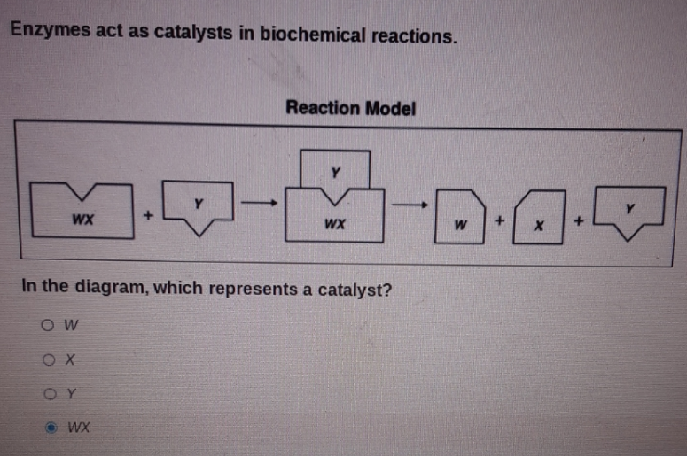 Enzymes act as catalysts in biochemical reactions.
Reaction Model
D.O.
WX
WX
W
In the diagram, which represents a catalyst?
O W
OY
O WX
