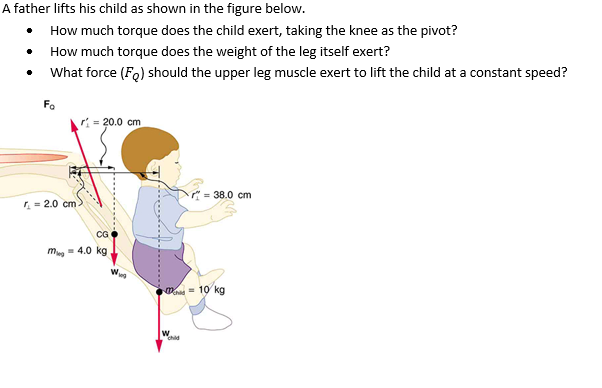 A father lifts his child as shown in the figure below.
How much torque does the child exert, taking the knee as the pivot?
How much torque does the weight of the leg itself exert?
What force (Fo) should the upper leg muscle exert to lift the child at a constant speed?
Fo
r = 20.0 cm
= 38.0 cm
= 2.0 cm
CG
m- 4.0 kg
= 10 kg
