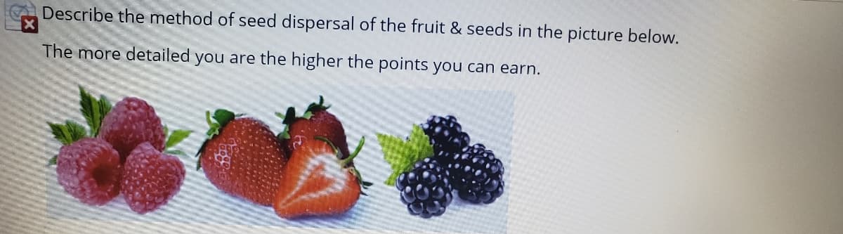Describe the method of seed dispersal of the fruit & seeds in the picture below.
The more detailed you are the higher the points you can earn.
