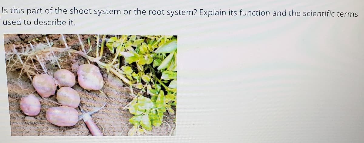 Is this part of the shoot system or the root system? Explain its function and the scientific terms
used to describe it.
