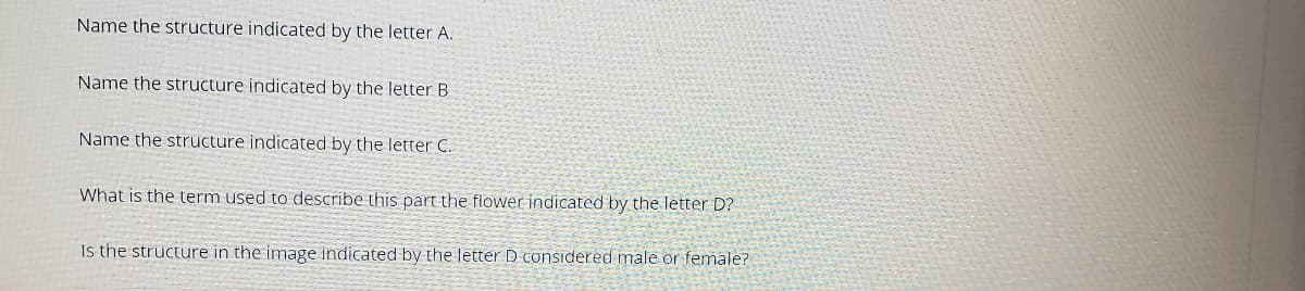 Name the structure indicated by the letter A.
Name the structure indicated by the letter B
Name the structure indicated by the letter C.
What is the term used to describe this part the flower indicated by the letter D?
Is the structure in the image indicated by the letter D considered male or female?
