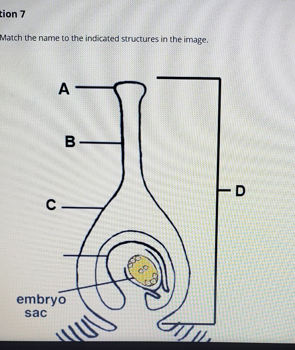 tion 7
Match the name to the indicated structures in the image.
A
embryo
sac
D.
B
