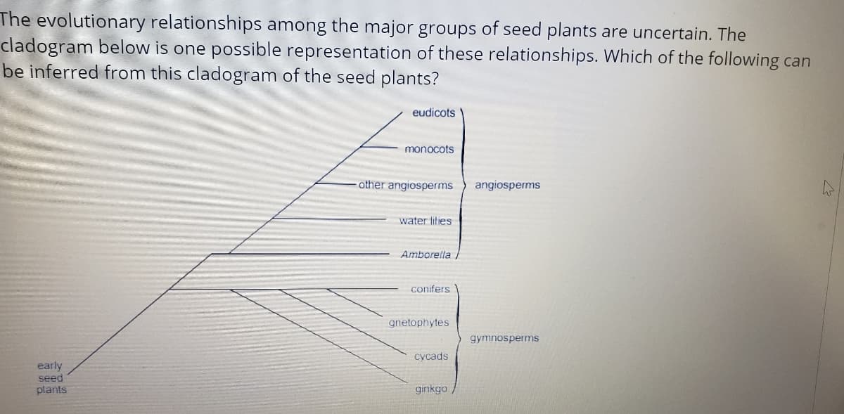The evolutionary relationships among the major groups of seed plants are uncertain. The
cladogram below is one possible representation of these relationships. Which of the following can
be inferred from this cladogram of the seed plants?
eudicots
monocots
other angiosperms
angiosperms
water lities
Amborella
conifers
gnetophytes
gymnosperms
cycads
early
seed
plants
girikgo /
