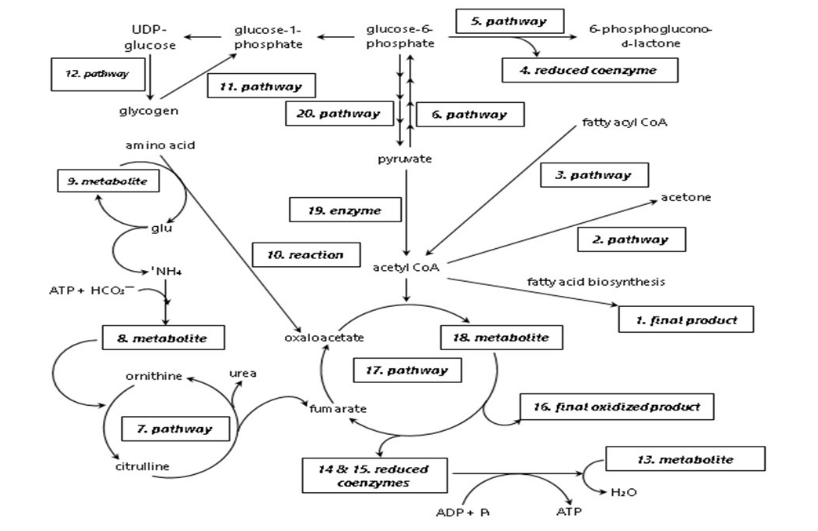 UDP-
glucose
4
12. pathway
glycogen
amino acid
9. metabolite
ATP + HCO₂
glu
'NH+
& metabolite
ornithine
7. pathway
citrulline
glucose-1-
phosphate
11. pathway
urea
glucose-6-
phosphate
20. pathway
10. reaction
19. enzyme
oxaloacetate
pyruvate
fum arate
6. pathway
acetyl COA
17. pathway
14 & 15. reduced
coenzymes
5. pathway
ADP + P
4. reduced coenzyme
18. metabolite
6-phosphoglucono-
d-lactone
fatty acyl COA
3. pathway
ATP
fatty acid biosynthesis
acetone
2. pathway
1. final product
16. final oxidized product
H₂O
13. metabolite