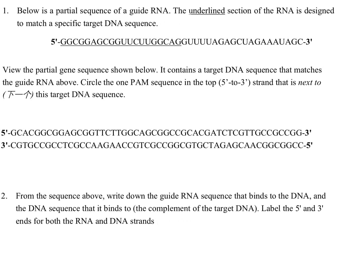 1. Below is a partial sequence of a guide RNA. The underlined section of the RNA is designed
to match a specific target DNA sequence.
5'-GGCGGAGCGGUUCUUGGCAGGUUUUAGAGCUAGAAAUAGC-3'
View the partial gene sequence shown below. It contains a target DNA sequence that matches
the guide RNA above. Circle the one PAM sequence in the top (5'-to-3') strand that is next to
(-) this target DNA sequence.
5'-GCACGGCGGAGCGGTTCTTGGCAGCGGCCGCACGATCTCGTTGCCGCCGG-3'
3'-CGTGCCGCCTCGCCAAGAACCGTCGCCGGCGTGCTAGAGCAACGGCGGCC-5'
2.
From the sequence above, write down the guide RNA sequence that binds to the DNA, and
the DNA sequence that it binds to (the complement of the target DNA). Label the 5' and 3'
ends for both the RNA and DNA strands