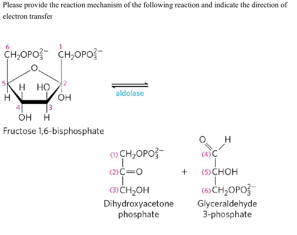 Please provide the reaction mechanism of the following reaction and indicate the direction of
electron transfer
6
1
CH,OPO CH,OPO
H HO
aldolase
H
OH
OH H
Fructose 1,6-bisphosphate
H
(CH,OPOŞ-
(4) C
|
(2) C=O
|
(3) CH₂OH
(5) CHOH
|
(6)CH,OPO3-
Dihydroxyacetone
phosphate
Glyceraldehyde
3-phosphate
H
+