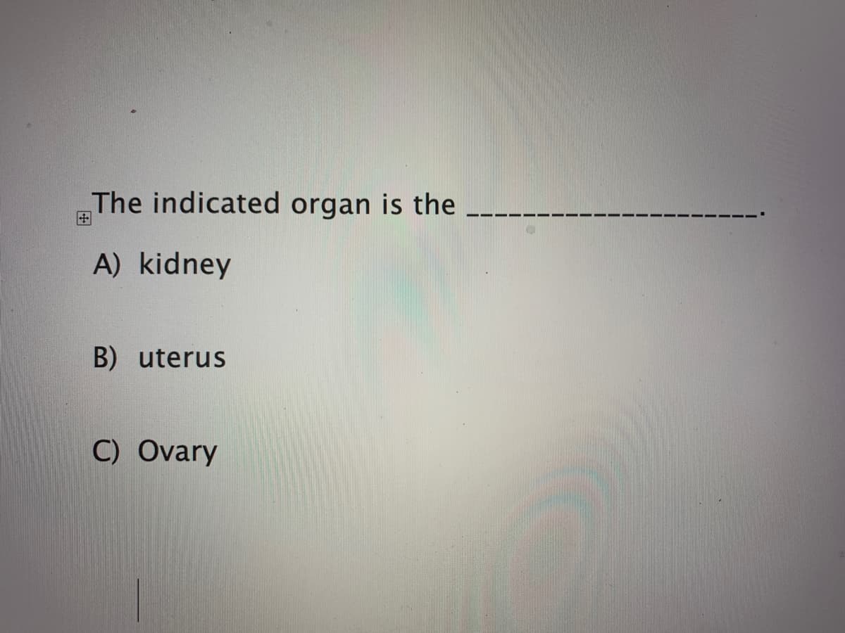 The indicated organ is the
A) kidney
B) uterus
C) Ovary
