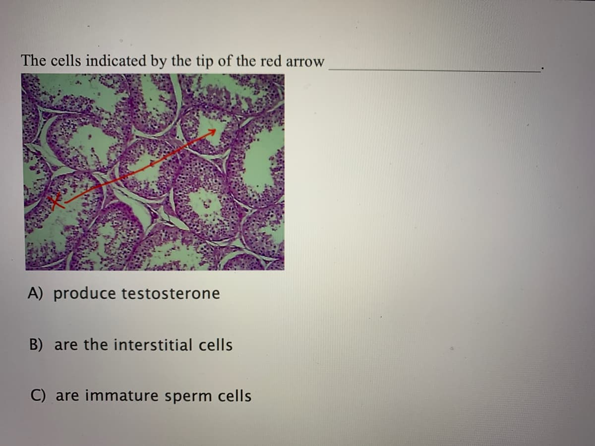 The cells indicated by the tip of the red arrow
A) produce testosterone
B) are the interstitial cells
C) are immature sperm cells
