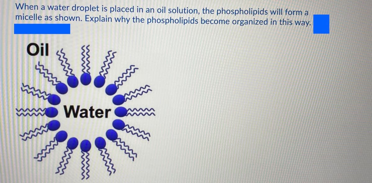 When a water droplet is placed in an oil solution, the phospholipids will form a
micelle as shown. Explain why the phospholipids become organized in this way.
Oil
Water
