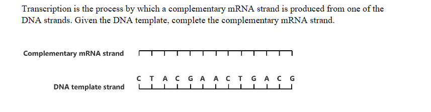 Transcription is the process by which a complementary mRNA strand is produced from one of the
DNA strands. Given the DNA template, complete the complementary mRNA strand.
Complementary mRNA strand
CTAC GA ACTGACG
DNA template strand
