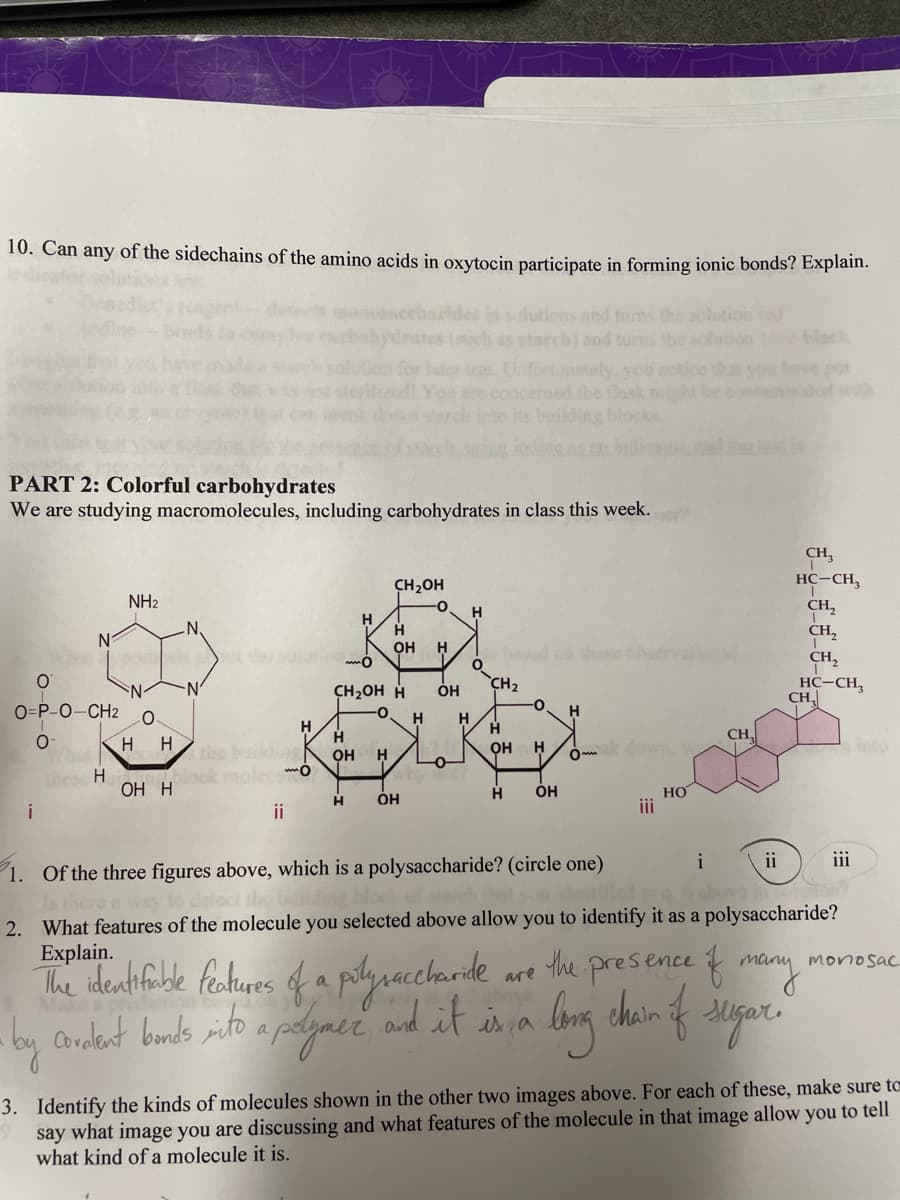 10. Can any of the sidechains of the amino acids in oxytocin participate in forming ionic bonds? Explain.
des in solutions and turns the solution red
tes (such as starch) and turns the sol
PART 2: Colorful carbohydrates
We are studying macromolecules, including carbohydrates in class this week.
O
O=P-O-CH2
0
i
these H
NH₂
0
H H
-N₁
OH H
H
block moleco
ii
H
H
OH
for later use. Unfortunately, you notice that you
on are concerned the flask might be
archs into its building blocks
H
CH₂OH
H
OH
CH₂OH H OH
0
H OH
H
-0
H
H
O
CH₂
O
H
он H
H OH
H
0
iii
HO
i
CH₂
ii
CH3
HC-CH,
CH₂
CH₂2
CH₂
HC-CH,
CH₂
iii
1. Of the three figures above, which is a polysaccharide? (circle one)
2. What features of the molecule you selected above allow you to identify it as a polysaccharide?
Explain.
The identifiable features of a pilysaccharide are the presence of many moniosac
long chain of sugar.
• by covalent bonds into a polymer, and it is, a
3. Identify the kinds of molecules shown in the other two images above. For each of these, make sure to
say what image you are discussing and what features of the molecule in that image allow you to tell
what kind of a molecule it is.