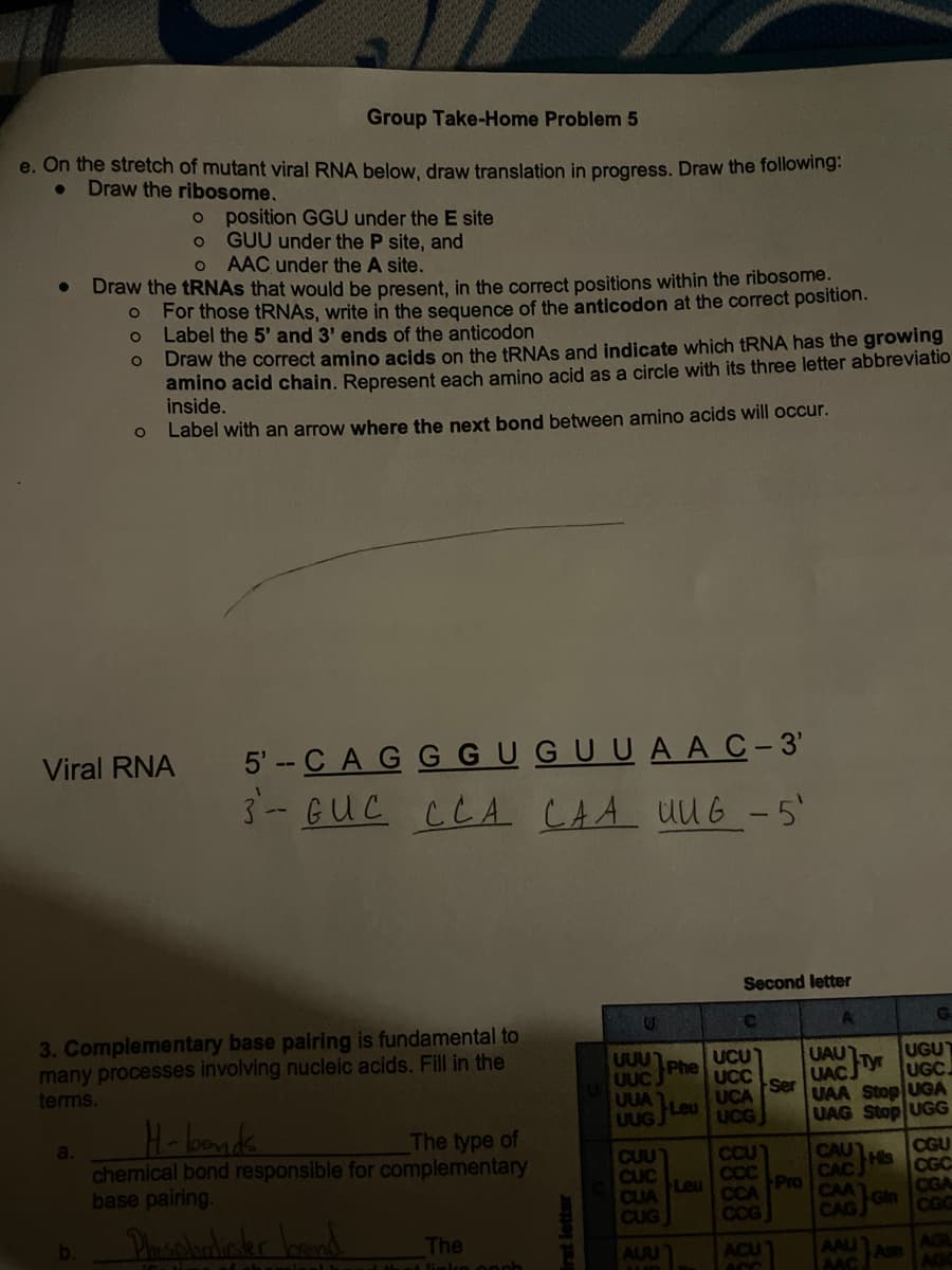 Group Take-Home Problem 5
e. On the stretch of mutant viral RNA below, draw translation in progress. Draw the following:
Draw the ribosome.
a.
O
O
O
AAC under the A site.
Draw the tRNAs that would be present, in the correct positions within the ribosome.
O
For those tRNAs, write in the sequence of the anticodon at the correct position.
Label the 5' and 3' ends of the anticodon
O
O
O
Viral RNA
b.
position GGU under the E site
GUU under the P site, and
Draw the correct amino acids on the tRNAs and indicate which tRNA has the growing
amino acid chain. Represent each amino acid as a circle with its three letter abbreviatio
inside.
Label with an arrow where the next bond between amino acids
will
3. Complementary base pairing is fundamental to
many processes involving nucleic acids. Fill in the
terms.
5'--CAGGGUGUUAAC-3'
3- GUC CCA CAA UUG -5'
H-bonds
The type of
chemical bond responsible for complementary
base pairing.
Phosphodiester band
time of ch
minal to
The
irst letter
S
UUU
UUC
UUA
UUG
CUU
CUC
CUA
CUG
AUU
Phe
Leu
Leu
Second letter
UCU
UCC
UCA
UCG
CCU
CCC
occur.
CCA
CCG
ACU
CO
Ser
Pro
UAUT
UGUT
Tyr
UACJ
UGC
UAA Stop UGA
UAG Stop UGG
CAU
CAC.
CAA
CAG
AAU
AAC.
His
Gin
G
Ase
CGU
CGC
CGA
CGG
AGO