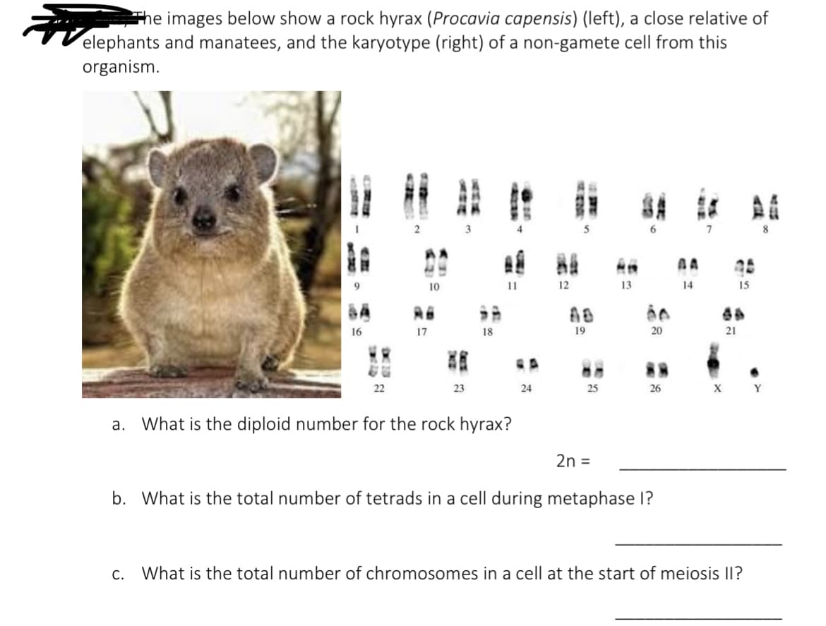 The images below show a rock hyrax (Procavia capensis) (left), a close relative of
elephants and manatees, and the karyotype (right) of a non-gamete cell from this
organism.
9
16
17
10
23
18
11
a. What is the diploid number for the rock hyrax?
24
12
19
25
13
SA
20
26
2n =
b. What is the total number of tetrads in a cell during metaphase I?
AA
14
21
15
8
X Y
c. What is the total number of chromosomes in a cell at the start of meiosis II?