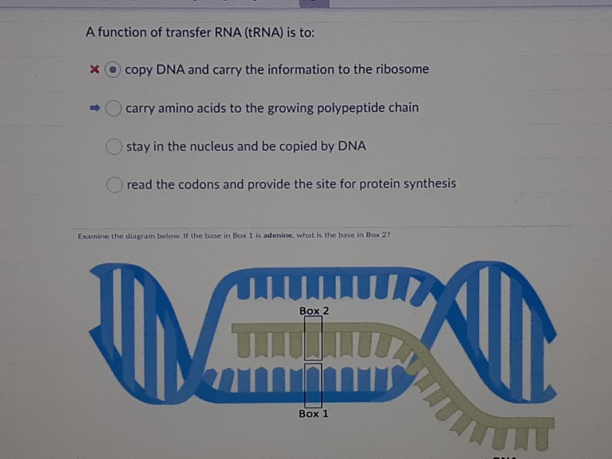 A function of transfer RNA (TRNA) is to:
copy DNA and carry the information to the ribosome
carry amino acids to the growing polypeptide chain
stay in the nucleus and be copied by DNA
read the codons and provide the site for protein synthesis
Examine the diagram below.
the base in Box 1 is adenine, what is the base in Box 2?
Воx 2
Воx 1
