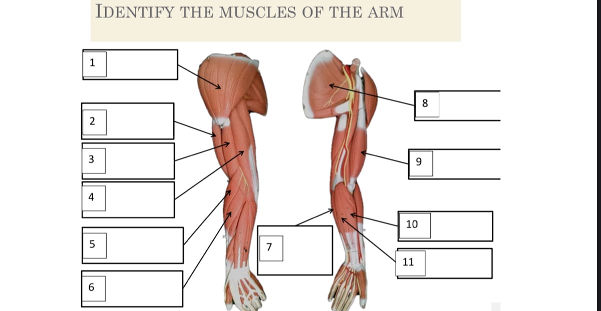 IDENTIFY THE MUSCLES OF THE ARM
1
8
2
3
4
10
7
11
6.
