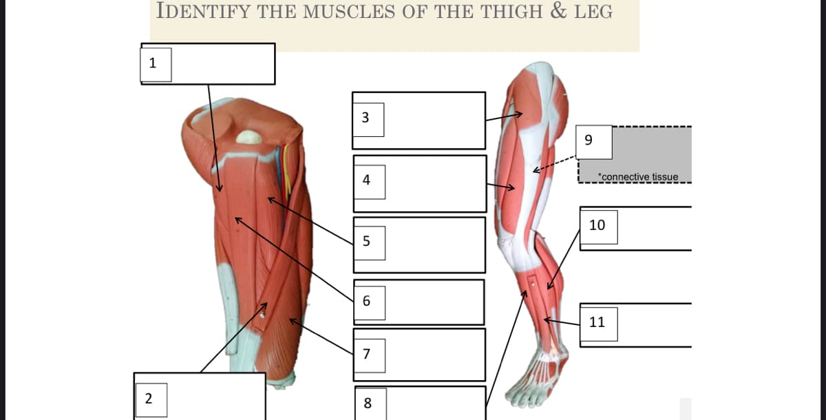 IDENTIFY THE MUSCLES OF THE THIGH & LEG
1
3
9.
4
*connective tissue
10
5
11
7
2
