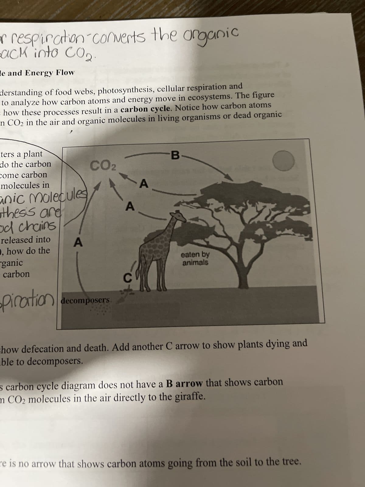 or respiration converts the organic
Back into CO2.
le and Energy Flow
derstanding of food webs, photosynthesis, cellular respiration and
to analyze how carbon atoms and energy move in ecosystems. The figure
how these processes result in a carbon cycle. Notice how carbon atoms
n CO₂ in the air and organic molecules in living organisms or dead organic
ters a plant
do the carbon
come carbon
molecules in
anic Molecules
thesis are
od chains
released into
), how do the
ganic
carbon
piration
A
CO₂
decomposers
A
A
B
eaten by
animals
how defecation and death. Add another C arrow to show plants dying and
able to decomposers.
is carbon cycle diagram does not have a B arrow that shows carbon
m CO2 molecules in the air directly to the giraffe.
re is no arrow that shows carbon atoms going from the soil to the tree.