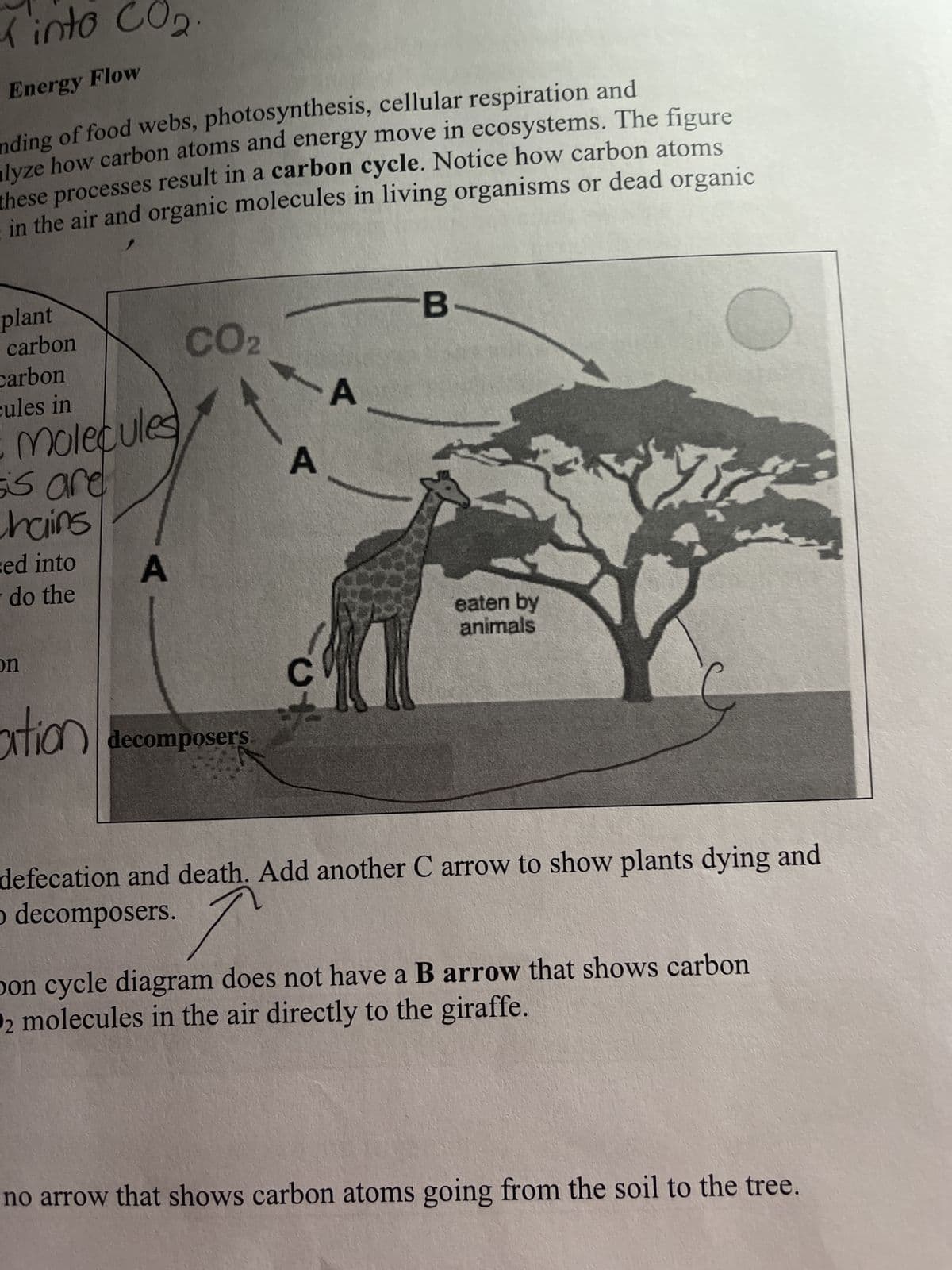 Energy Flow
nding of food webs, photosynthesis, cellular respiration and
alyze how carbon atoms and energy move in ecosystems. The figure
these processes result in a carbon cycle. Notice how carbon atoms
in the air and organic molecules in living organisms or dead organic
Kinto Co
plant
carbon
carbon
cules in
Molecules
sis are
chains
sed into
do the
(2
on
A
CO₂
ation decomposers
A
с
A
-B
eaten by
animals
defecation and death. Add another C arrow to show plants dying and
o decomposers.
↑
bon cycle diagram does not have a B arrow that shows carbon
2 molecules in the air directly to the giraffe.
no arrow that shows carbon atoms going from the soil to the tree.