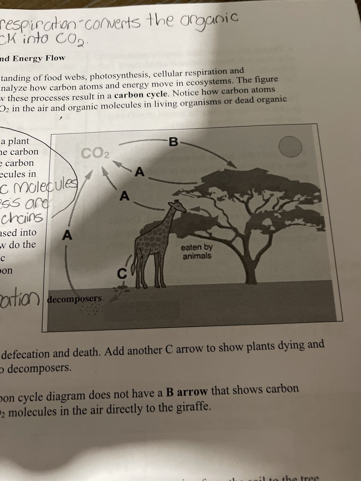 respiration converts the organic
CK into CO₂.
and Energy Flow
standing of food webs, photosynthesis, cellular respiration and
analyze how carbon atoms and energy move in ecosystems. The figure
w these processes result in a carbon cycle. Notice how carbon atoms
D2 in the air and organic molecules in living organisms or dead organic
a plant
he carbon
e carbon
ecules in
C molecules
esis are
chains
ased into
w do the
с
on
ration
CO₂
decomposers
A
B
eaten by
animals
defecation and death. Add another C arrow to show plants dying and
o decomposers.
bon cycle diagram does not have a B arrow that shows carbon
2 molecules in the air directly to the giraffe.
tree