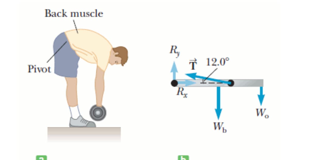 Back muscle
R,
T 12.0°
Pivot
Rx
W.
W,
