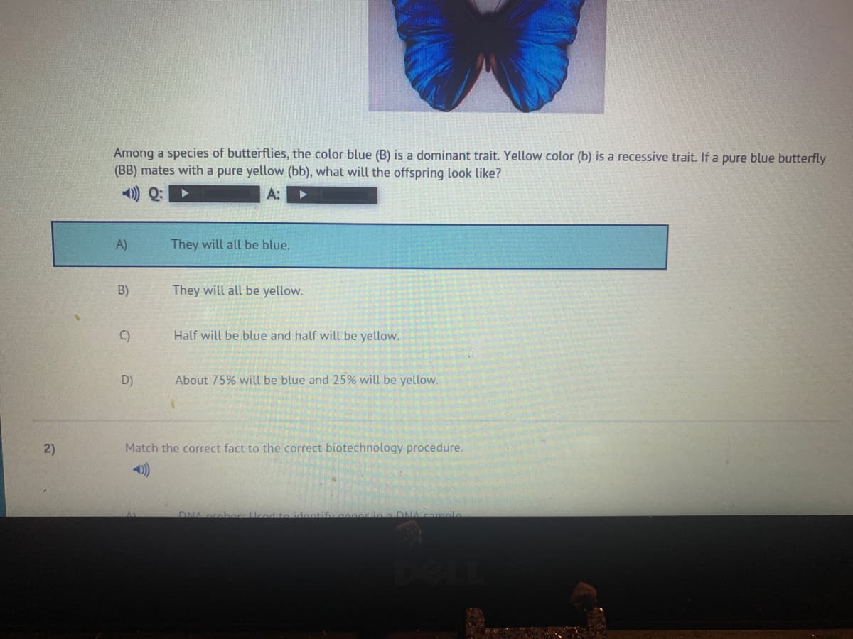 Among a species of butterflies, the color blue (B) is a dominant trait. Yellow color (b) is a recessive trait. If a pure blue butterfly
(BB) mates with a pure yellow (bb), what will the offspring look like?
A:
A)
They will all be blue.
B)
They will all be yellow.
C)
Half will be blue and half will be yellow.
D)
About 75% will be blue and 25% will be yellow.
2)
Match the correct fact to the correct biotechnology procedure.
DNA
DNAcamn
