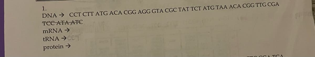 1.
DNA → CCT CTT ATG ACA CGG AGG GTA CGC TẠT TCT ATG TAA ACA CGG TTG CGA
TECATA AT€
mRNA →
TRNA →CC
protein →
