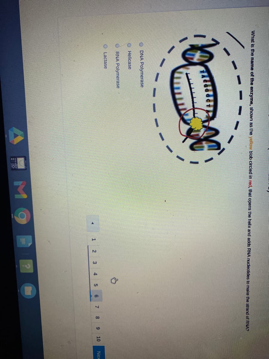 What is the name of the enzyme, shown as the yellow blob circled in red, that opens the helix and adds RNA nucleotides to make the strand of RNA?
O DNA Polymerase
Helicase
RNA Polymerase
O Lactase
8
9 10
Nex
2
4
M9
