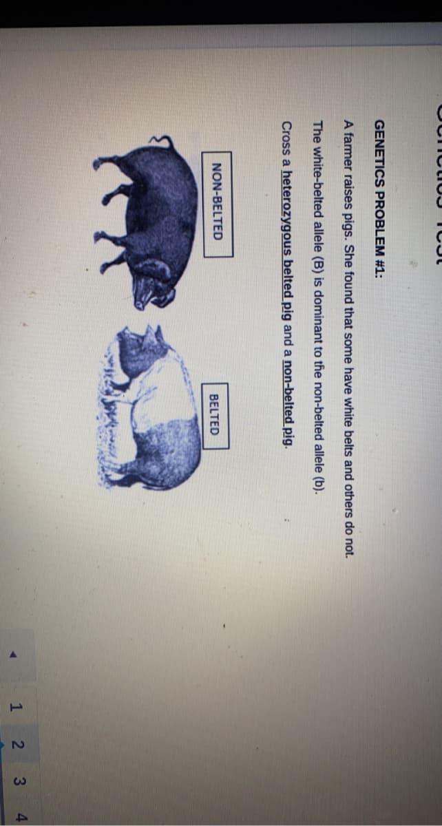 GENETICS PROBLEM #1:
A farmer raises pigs. She found that some have white belts and others do not.
The white-belted allele (B) is dominant to the non-belted allele (b).
Cross a heterozygous belted pig and a non-belted pig.
NON-BELTED
BELTED
3
4
