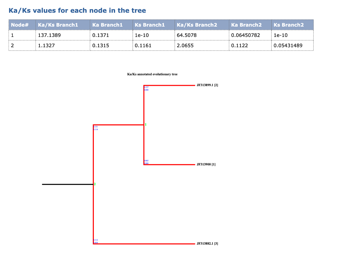Ka/Ks values for each node in the tree
Node#
Ka/Ks Branch1
Ka Branch1
Ks Branch1
Ka/Ks Branch2
Ka Branch2
Ks Branch2
1
137.1389
0.1371
1е-10
64.5078
0.06450782
1е-10
2
1.1327
0.1315
0.1161
2.0655
0.1122
0.05431489
Ka/Ks annotated evolutionary tree
JF313899.1 [2]
137
.000
131
116
.065
JF313900 (1]
JF313882.1 [3]

