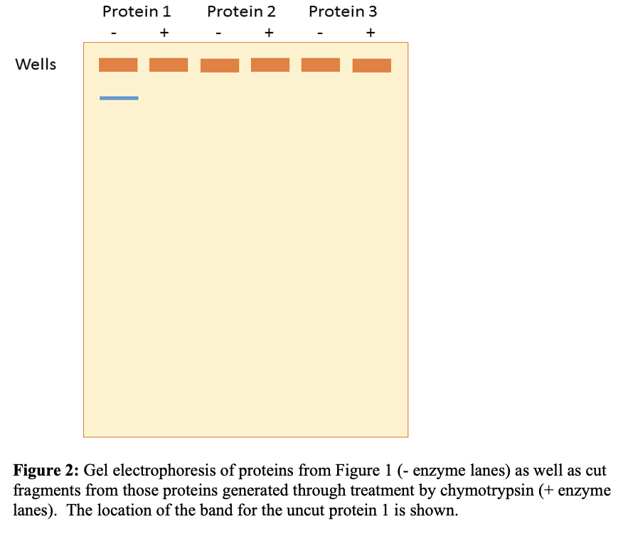 Protein 1
Protein 2
Protein 3
+
+
+
Wells
Figure 2: Gel electrophoresis of proteins from Figure 1 (- enzyme lanes) as well as cut
fragments from those proteins generated through treatment by chymotrypsin (+ enzyme
lanes). The location of the band for the uncut protein 1 is shown.
