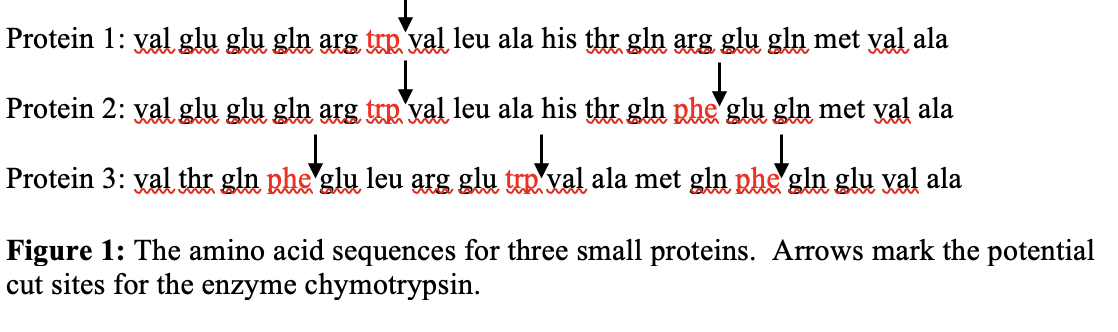 Protein 1: yal glu glu gln arg tuR val leu ala his thr gln arg glu gln met val ala
Protein 2: yal glu glu gln arg trp val leu ala his thr gln phe'glu gln met val ala
Protein 3: yal thr gln phe glu leu arg glu trp xal ala met gln phe gln glu val ala
Figure 1: The amino acid sequences for three small proteins. Arrows mark the potential
cut sites for the enzyme chymotrypsin.
