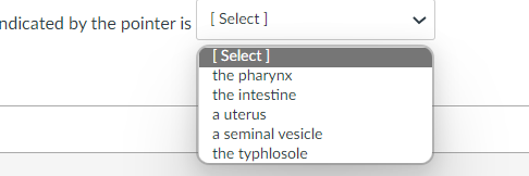 ndicated by the pointer is [ Select]
[ Select ]
the pharynx
the intestine
a uterus
a seminal vesicle
the typhlosole
>
