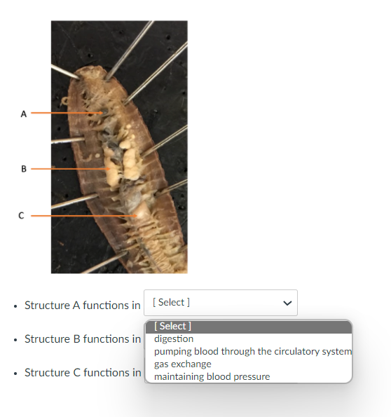 A
B.
• Structure A functions in [ Select ]
[ Select ]
• Structure B functions in digestion
pumping blood through the circulatory system
gas exchange
Structure C functions in maintaining blood pressure
