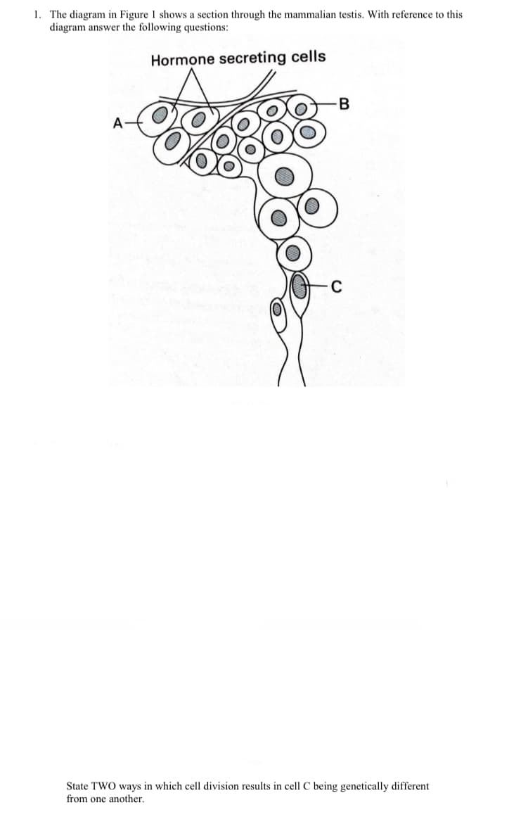 1. The diagram in Figure 1 shows a section through the mammalian testis. With reference to this
diagram answer the following questions:
Hormone secreting cells
State TWO ways in which cell division results in cell C being genetically different
from one another.
