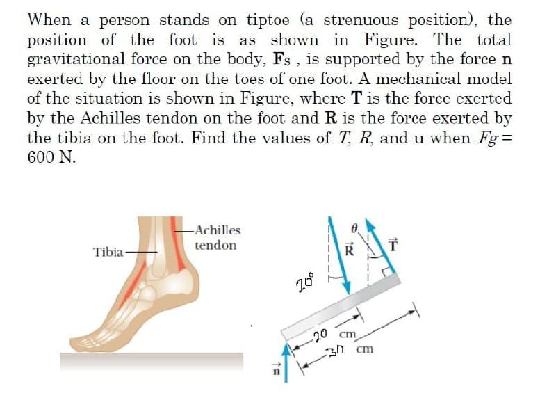 When a person stands on tiptoe (a strenuous position), the
position of the foot is as shown in Figure. The total
gravitational force on the body, Fs, is supported by the force n
exerted by the floor on the toes of one foot. A mechanical model
of the situation is shown in Figure, where T is the force exerted
by the Achilles tendon on the foot and R is the force exerted by
the tibia on the foot. Find the values of T, R, and u when Fg=
600 N.
-Achilles
Tibia -
tendon
R
20
30 cm
