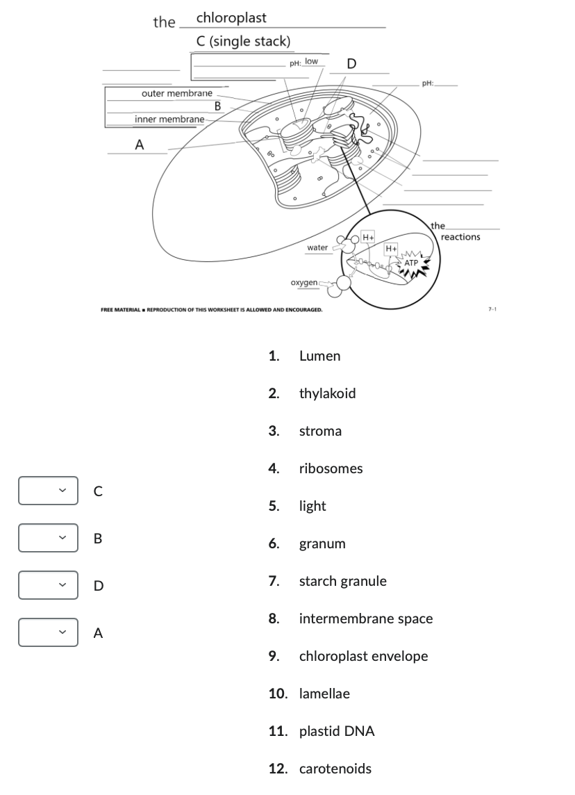 ⁰
с
B
D
A
the
chloroplast
C (single stack)
outer membrane
A
inner membrane
B
&
FREE MATERIAL REPRODUCTION OF THIS WORKSHEET IS ALLOWED AND ENCOURAGED.
1.
2.
3.
4.
6.
PH: low
7.
water
8.
oxygen
Lumen
5. light
thylakoid
stroma
D
ribosomes
granum
H+
starch granule
10. lamellae
H+
11. plastid DNA
ATP
intermembrane space
9. chloroplast envelope
12. carotenoids
pH:
the
reactions