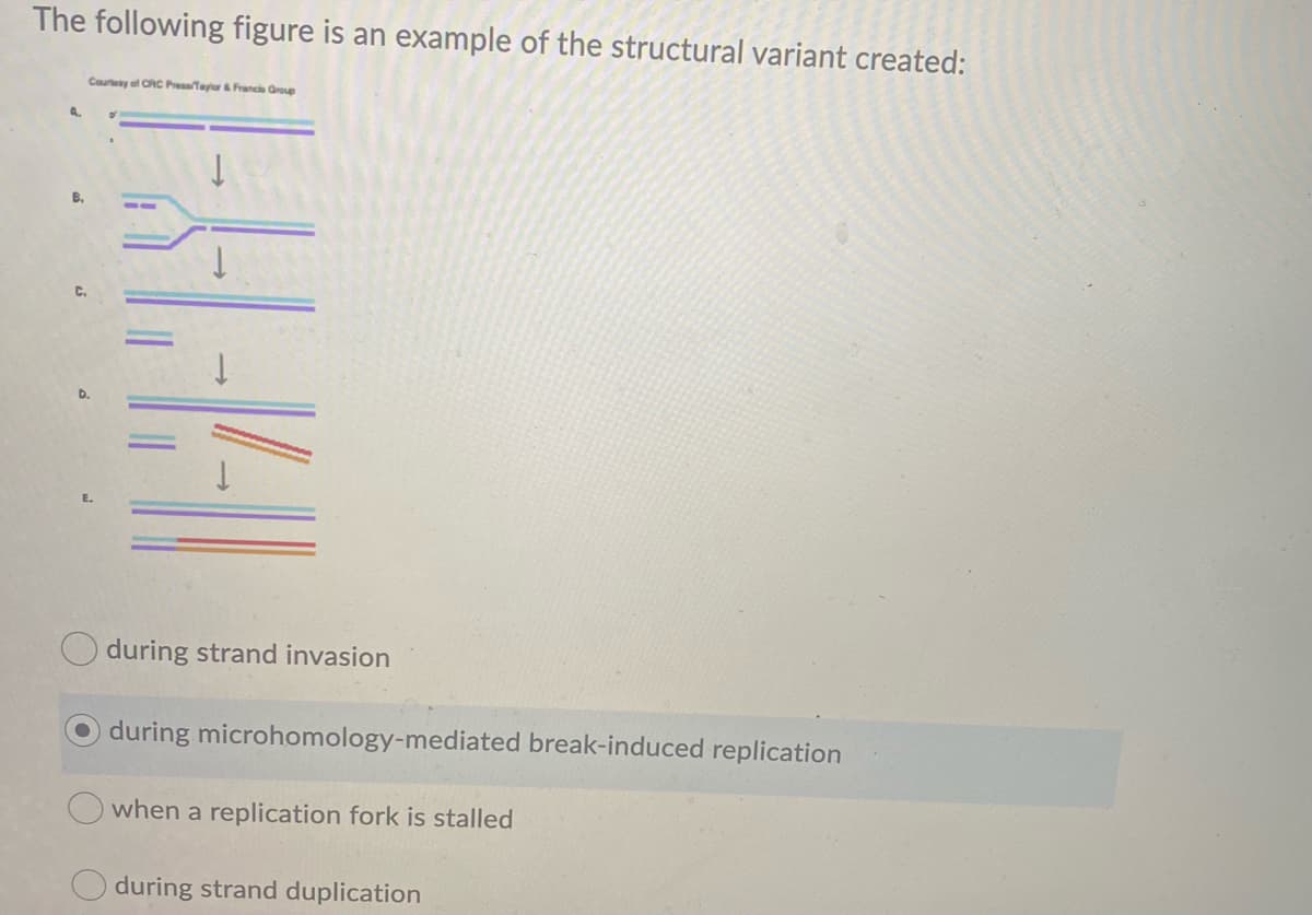 The following figure is an example of the structural variant created:
Cautesy al CRC Presatayer Franch Group
4.
B.
during strand invasion
during microhomology-mediated break-induced replication
when a replication fork is stalled
during strand duplication
