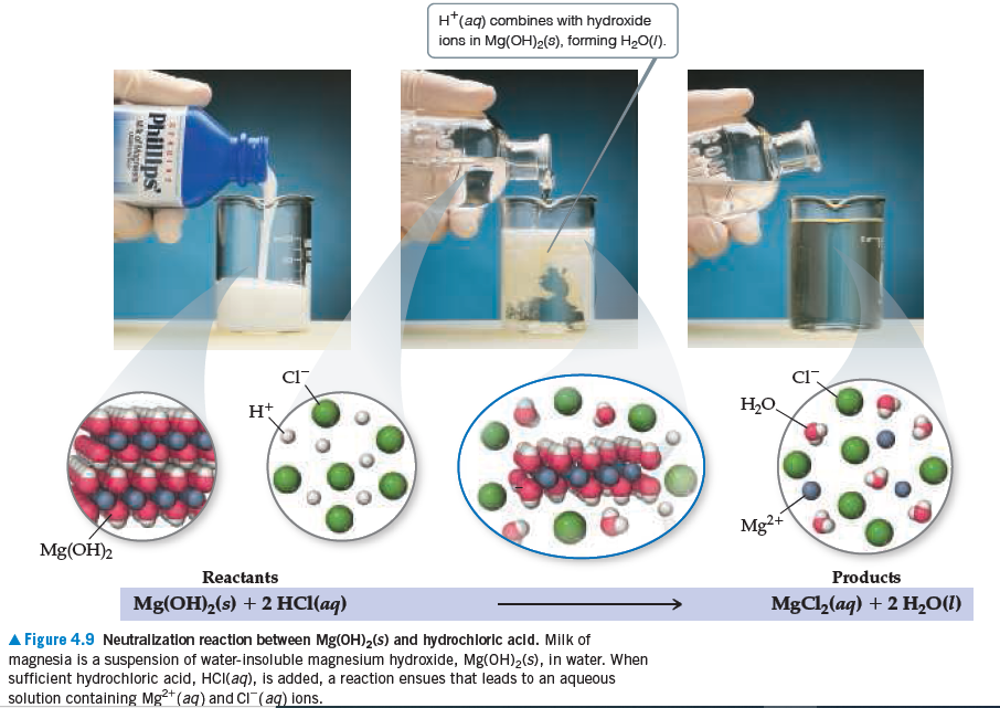 H*(aq) combines with hydroxide
ions in Mg(OH)2(3), forming H2O(1).
Ht
H,O.
Mg2+
Mg(OH)2
Reactants
Products
Mg(OH)2(s) + 2 HCl(aq)
MgCl,(aq) + 2 H,0(1)
A Figure 4.9 Neutrallzatlon reaction between Mg(OH),(s) and hydrochlorlc acld. Milk of
magnesia is a suspension of water-insoluble magnesium hydroxide, Mg(OH)2(s), in water. When
sufficient hydrochloric acid, HCI(aq), is added, a reaction ensues that leads to an aqueous
solution containing Mg²*(aq) and CI (ag) ions.
Phillps
