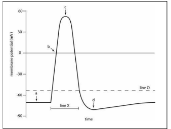 membrane potential (mv)
60
30
-60
line X
time
line O